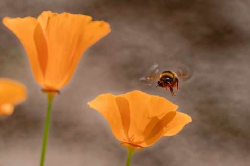 2015-06-09 / Hermès
Hermes [ Macro et proxi-photo ]
