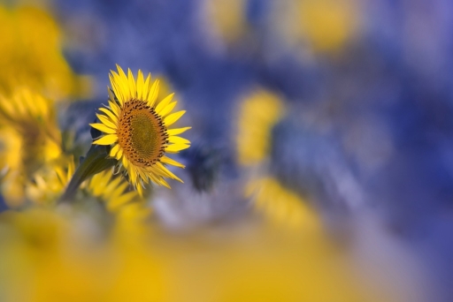 2015-07-23 / Olilignan
Olilignan [ Fleurs ]
