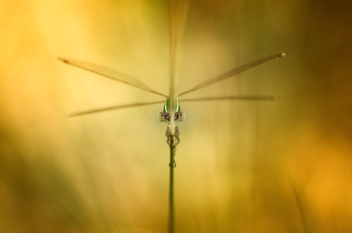 2015-08-02 / Olilignan
Olilignan [ Macro et proxi-photo ]
