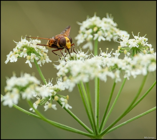 2015-08-16 Mickmac
Mickmac [ Macro et proxi-photo ]
