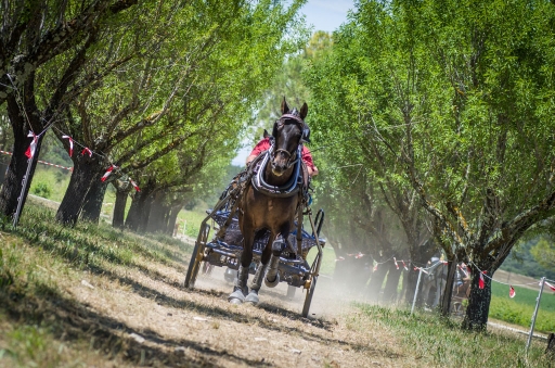 2016-06-13 Ludovic
Ludovic  [L'agglo en fete - Nimes]
