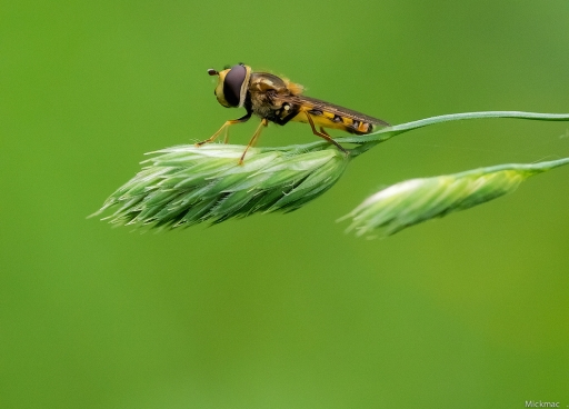 2016-06-20 Mickmac
Mickmac [Macro et proxiphotographie nature]
