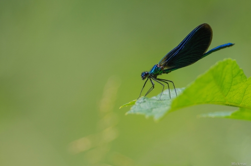 2016-07-04 Mickmac
Mickmac [Macro et proxiphotographie nature]
