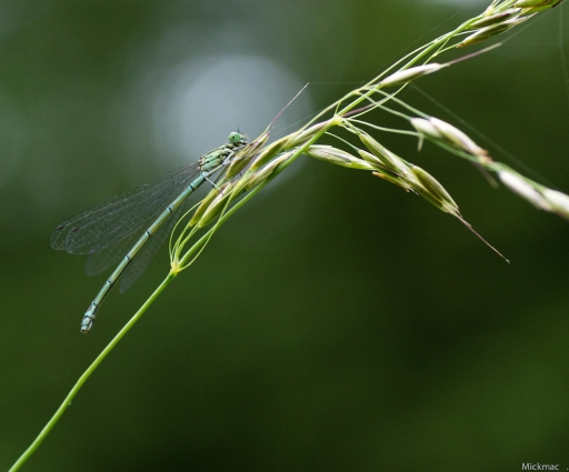 2016-08-01  Mickmac
Mickmac [Macro et proxiphotographie nature]
