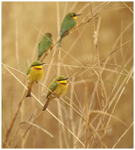 2017-01-07 pilote14
pilote14 [Faune sauvage] 
