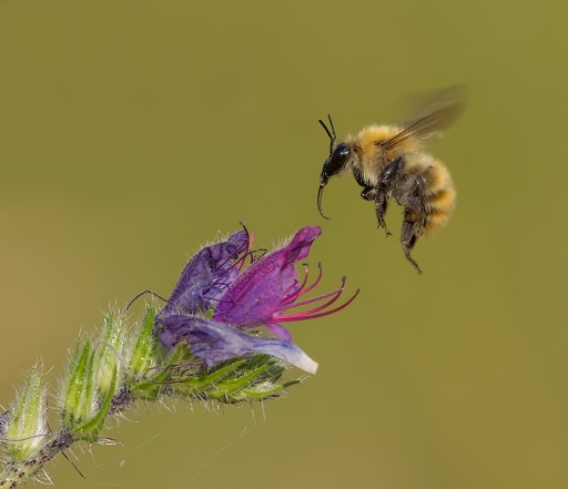 2015-08-17 / Dedales
Dedales [ Macro et proxi-photo ]
