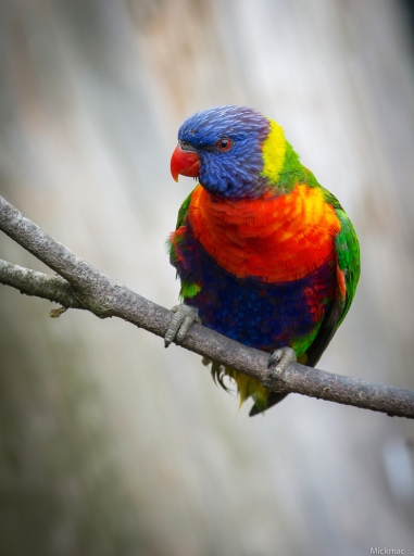 2017-05-18 Mickmac
Mickmac [Animaux domestiques ou captifs]
