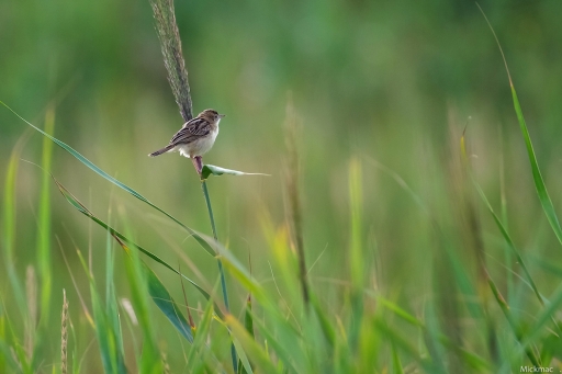 2017-08-08 Mickmac
Mickmac [Faune sauvage]
