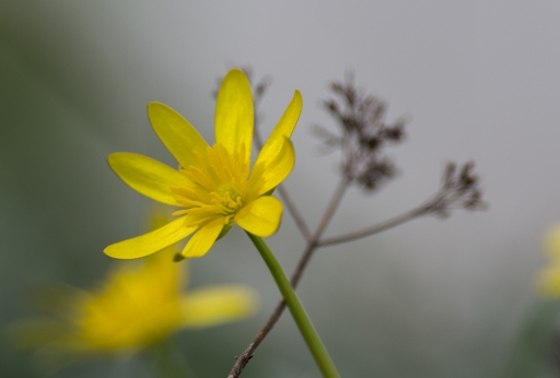 2018-01-04 step55
step55 [Flore et Botanique]
