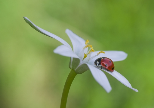 2018-04-21 Olilignan
Olilignan  [Macro et proxiphotographie nature]
