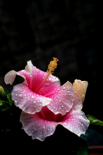 2018-09-15 Hermes
Hermes Flore et Botanique
