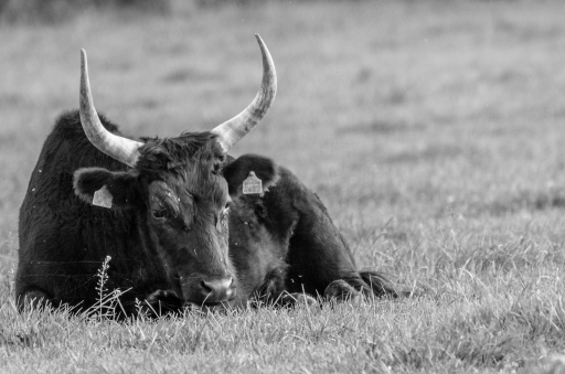 2018-11-17 degun13113
degun13113 Faune sauvage
