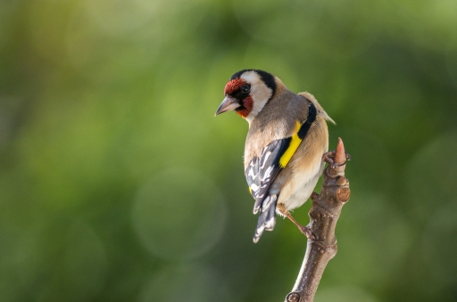 2018-12-27 degun13113
degun13113 Faune sauvage
