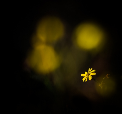 2019-01-13 Olilignan
Olilignan  Flore et Botanique
