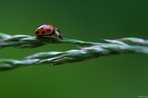 2019-05-24 Mickmac
Mickmac [Macro et proxiphotographie nature]
