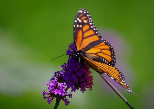 2019-07-20 Charrac
Charrac [Macro et proxiphotographie nature]
