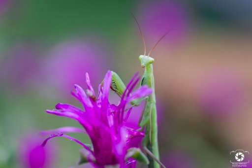 2020-07-17 nicolas03
nicolas03 [Macro et proxiphotographie nature]
