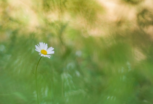 2020-08-21 olilignan
olilignan [Flore et Botanique]
