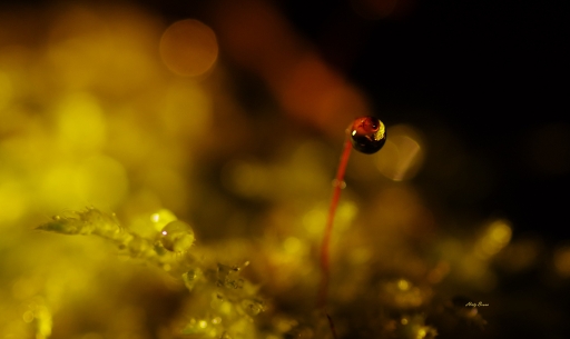 2020-12-19 yuma
yuma [Macro et proxiphotographie nature]
