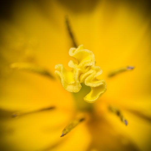 2015-04-22 / Galuchar
Galuchar [ Fleurs ]
