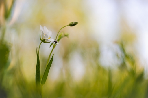 2021-04-29 Opus21
Opus21 [Flore et Botanique]
