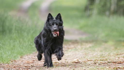 2021-05-27 deche
deche  [Animaux domestiques ou captifs]
