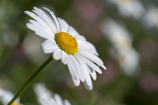 2021-06-11 Berzip
Berzip [Flore et Botanique]
