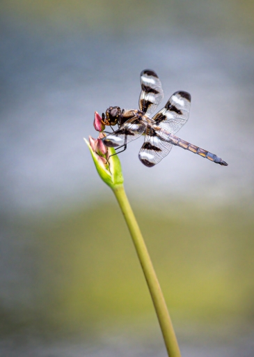 2021-06-30 Charrac
Charrac [Macro et proxiphotographie nature]
