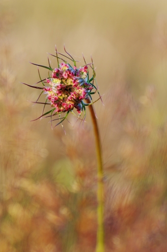 2021-07-17 yuma
yuma [Flore et Botanique]
