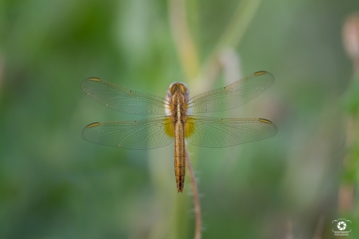 2021-07-22 nicolas03
nicolas03  [Macro et proxiphotographie nature]

