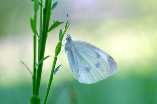 2021-09-02 papy57
papy57 [Macro et proxiphotographie nature]
