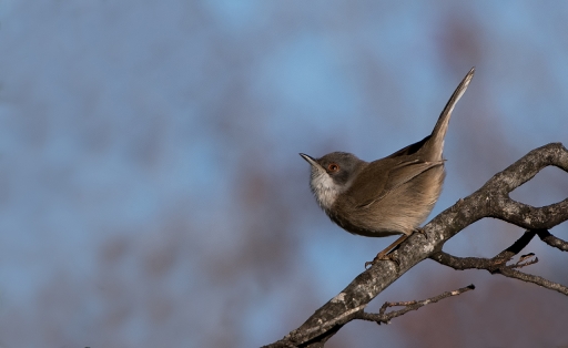 2022-02-10 dedales
dedales [Faune sauvage]
