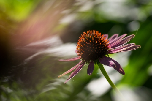 2015-09-21 / Bbert
Bbert [Flore et Botanique] 
