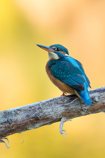 2015-09-28 / phoenix1366
phoenix1366 [ Faune sauvage ]
