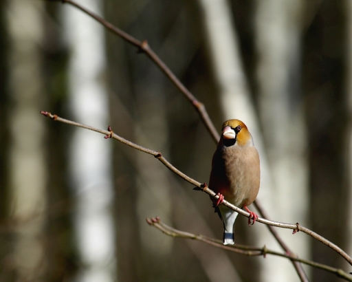 2022-01-12 papy57
papy57 [Faune sauvage]
