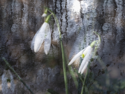 2022-02-17 MIMO31 
MIMO31 [Flore et Botanique]
