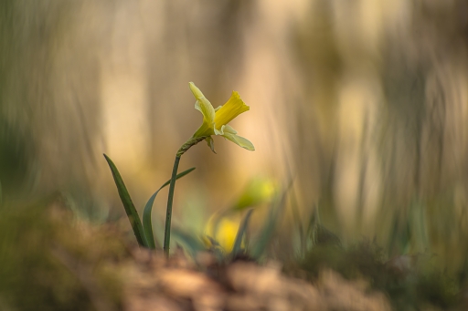 2022-03-24 Opus21
Opus21 [Flore et Botanique]
