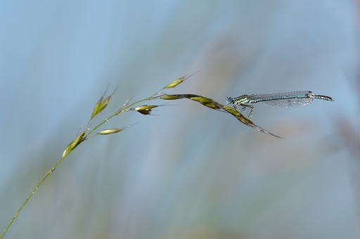 2022-06-16 charlysouho
charlysouho  [Macro et proxiphotographie nature]
