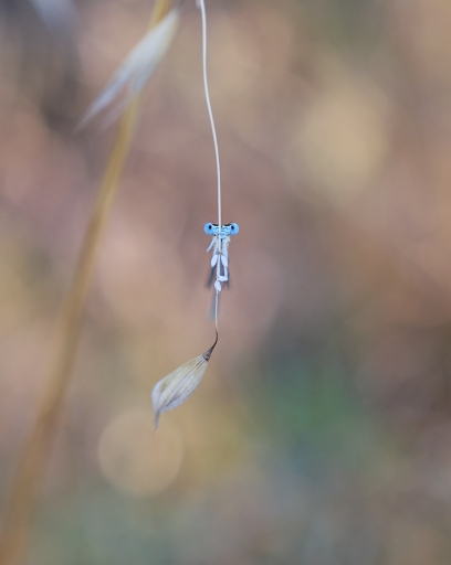 2022-09-01 Olilignan
Olilignan [Macro et proxiphotographie nature]
