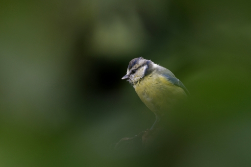 2022-09-15  charlysouho
charlysouho  [Faune sauvage]
