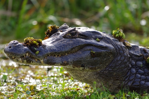 2022-12-30 Agnesjea
Agnesjea [Faune sauvage]
