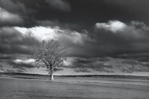 2023-02-16 Opus21
Opus21 [Paysages et éléments naturels]
