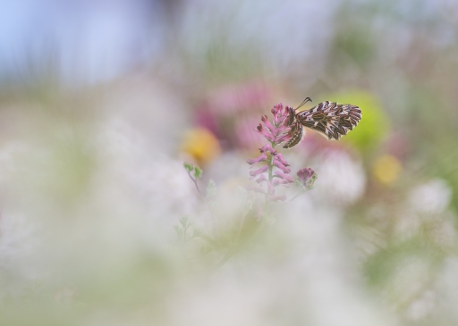 2023-04-06 olilignan
olilignan [Macro et proxiphotographie nature]
