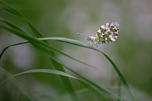 2023-04-26  charlysouho
charlysouho [Macro et proxiphotographie nature]
