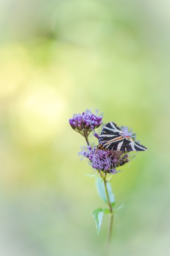 2023-08-24 [Macro et proxiphotographie nature]
Opus21 [Macro et proxiphotographie nature]
