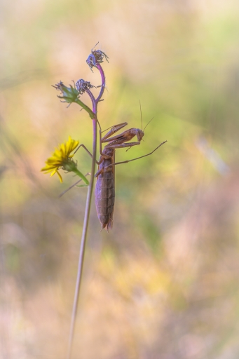 2023-09-07 Opus21
Opus21 [Macro et proxiphotographie nature]
