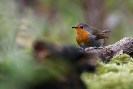 2023-12-06 charlysouho
charlysouho [Faune sauvage]
