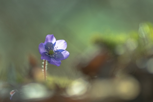 2024-02-29 Opus21
Opus21 [Macro et proxiphotographie nature]

