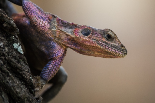 2014-02-03 / jfaillard
jfaillard [ Faune sauvage ]
