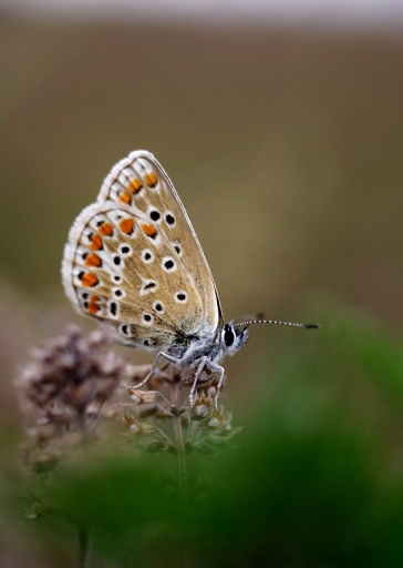 2018-09-01 papy57
papy57  [Macro et proxiphotographie nature]
